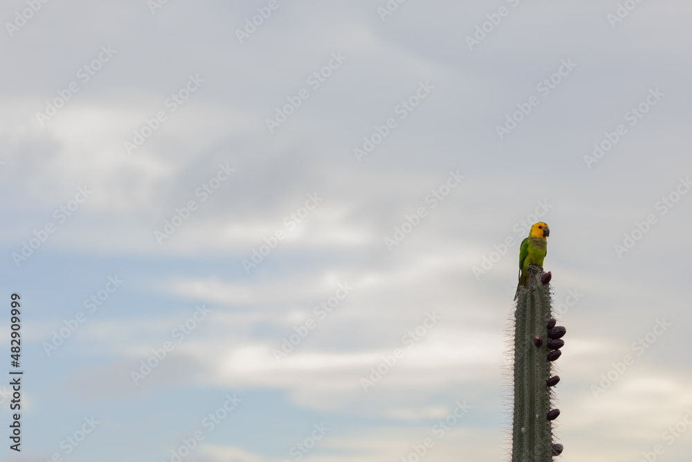 Parrot is sitting on the top of the cactus on a sky background.