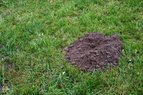 Molehill on meadow. Mole hole on a beautiful lawn. Wormhole on a green grass meadow. Garden damage. The countryside problem with moles. Close-up. Copy space. Top view. Ground burrow. Rodents control.