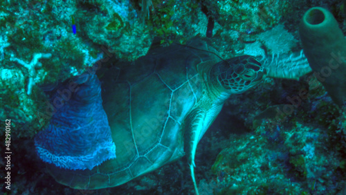 turtle underwater  