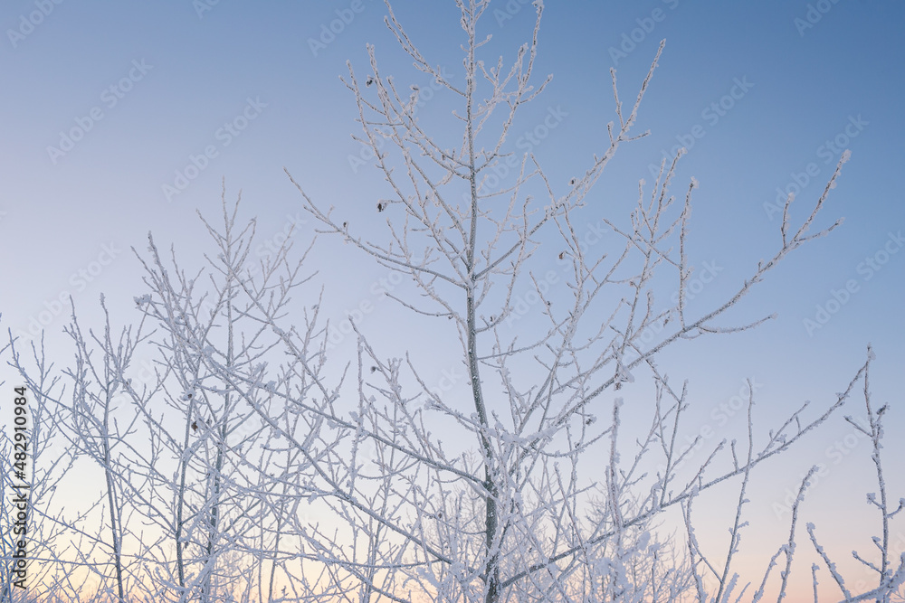 Winter frosty morning with frost on trees and bushes with beautiful branches Winter frosty morning with frost on trees and bushes with beautiful branches