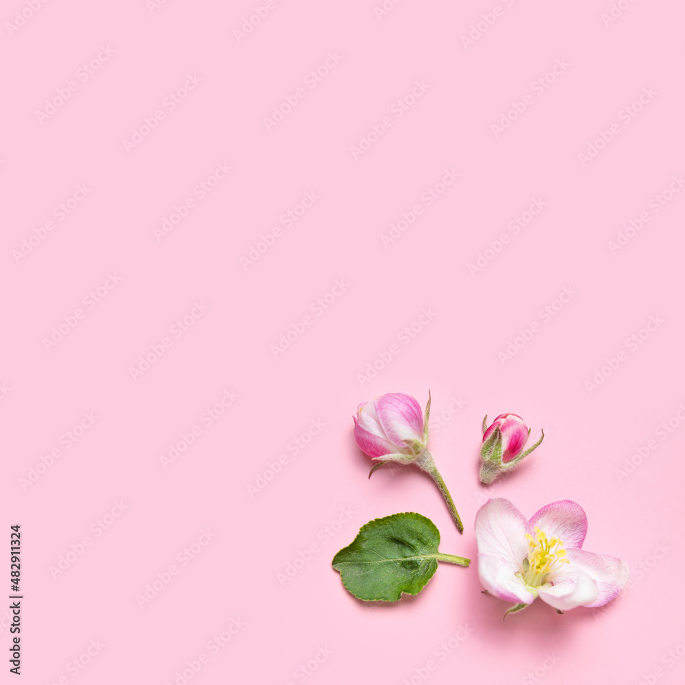 Spring background. Beautiful delicate fresh spring flowers, buds, green leaves of apple tree on pink background flat lay top view. Springtime nature concept. Bloom, inflorescence, flowering
