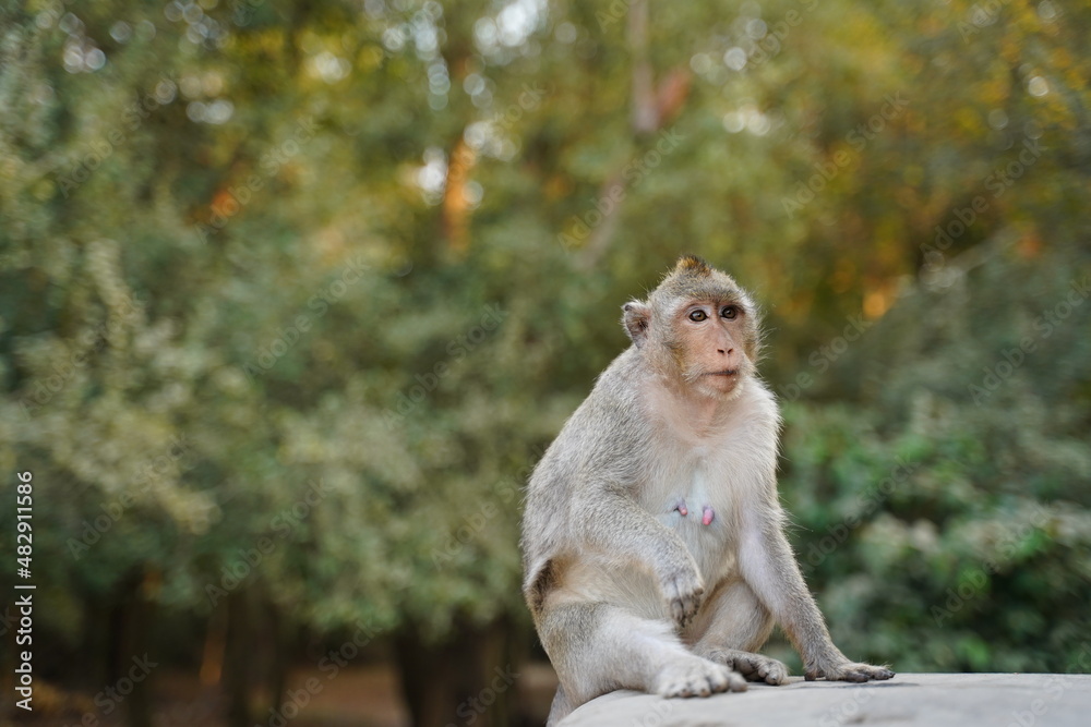 Cute Monkey in the living nature. Cambodia, Angkor Wat