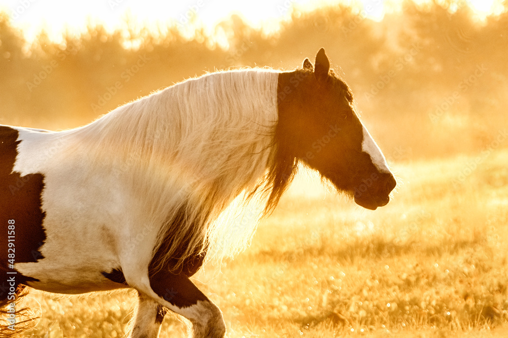 Tinker mare running in the sunrise in the summer field free.