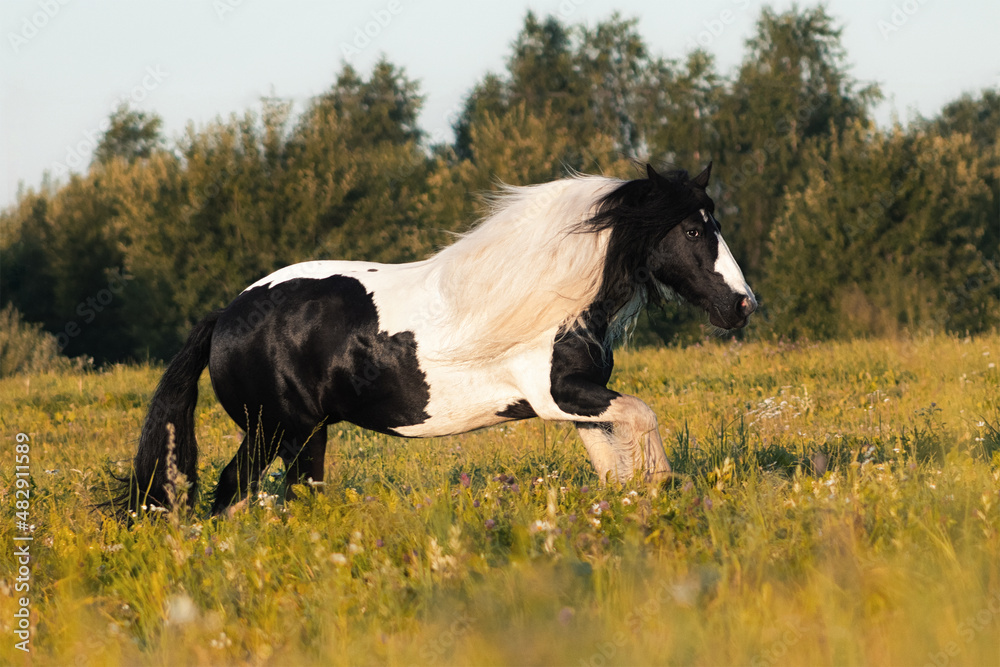 Paint gypsy cob mare running outside in summer field.