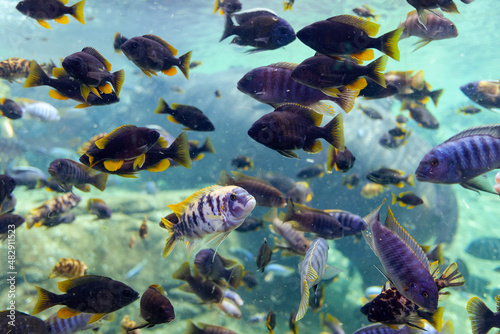 Interior of a large aquarium with hundreds of tropical fish.