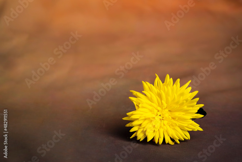 Scena still life con un fiore giallo singolo su sfondo marrone con spazio per scrivere. Condoglianze. Giorno dei morti. Crisantemo. photo