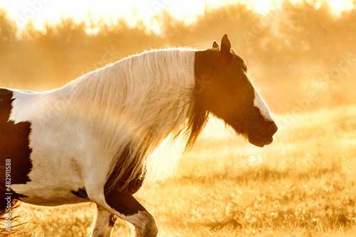 Obraz na płótnie Tinker mare running in the sunrise in the summer field free. w salonie