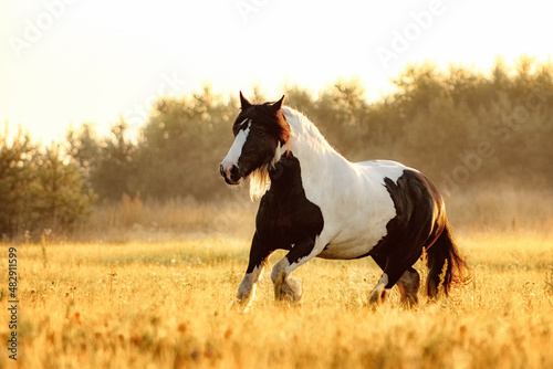 Obraz na płótnie Tinker mare running in the sunrise in the summer field free. w salonie