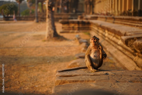 Obraz na płótnie Cute Monkey in the living nature. Cambodia, Angkor Wat w salonie