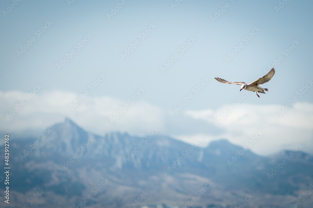 A seagull flies against the background of mountains A seagull flies against the background of mountains