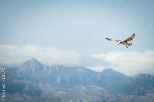 A seagull flies against the background of mountains