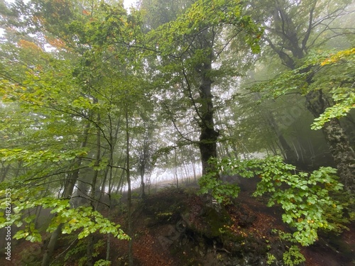 Green forest .Foggy day . Visit Albania  holidays concept.