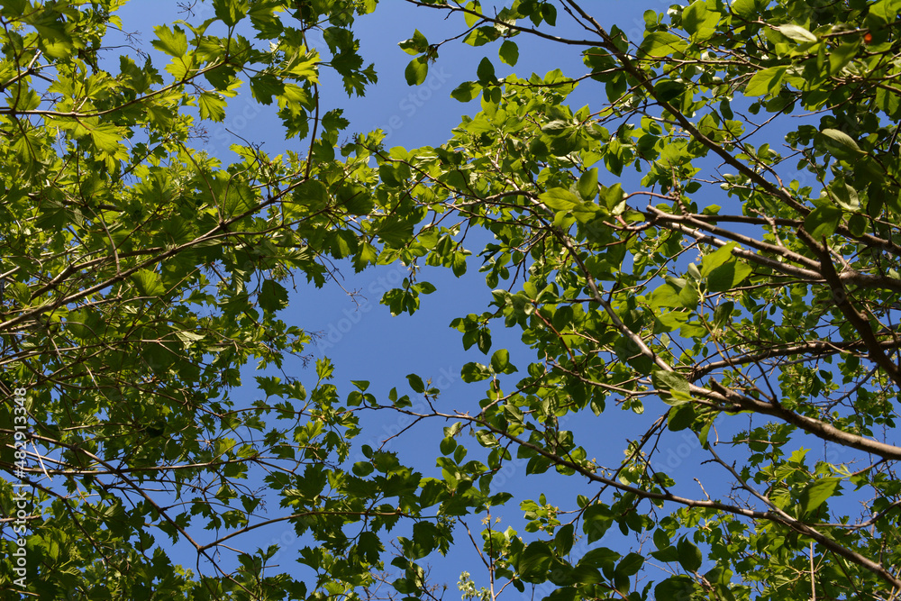 Beautiful view from below on branches with green leaves on the background of blue sky. Viburnum, aronia and plum trees in the garden. Beautiful view from below on branches with green leaves on the background of blue sky. Viburnum, aronia and plum trees in the garden.