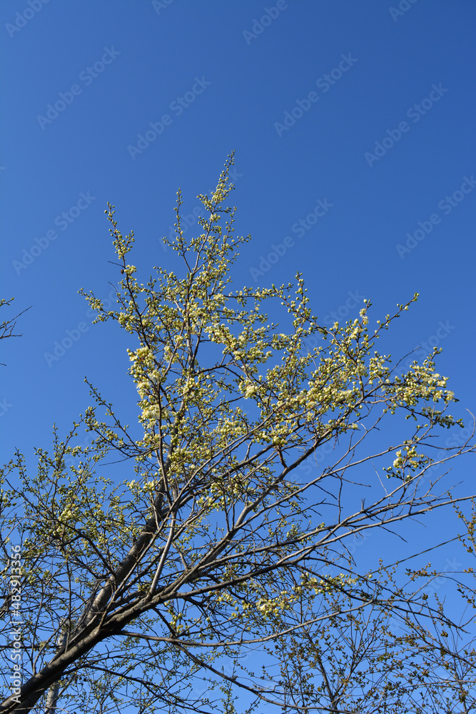 Flowering plum tree on the background of blue sky in spring garden Flowering plum tree on the background of blue sky in spring garden
