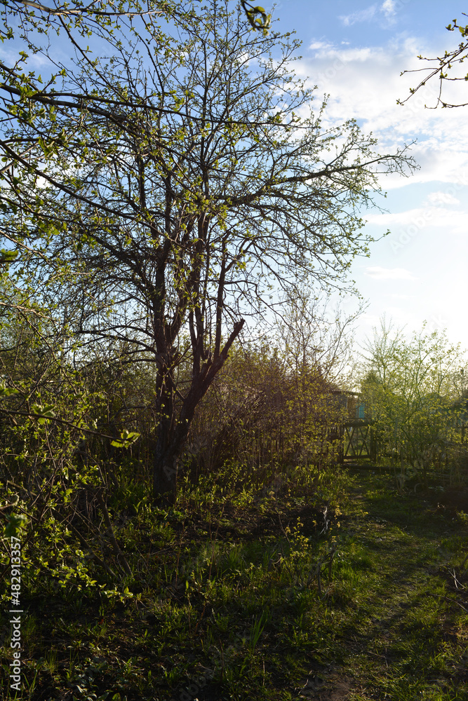 Beautiful spring landscape in country garden with apple tree and fresh grass Beautiful spring landscape in country garden with apple tree and fresh grass
