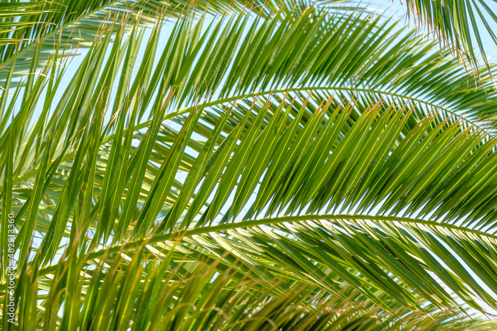 Palm tree leaves against the blue sky. Floral pattern background. Palm tree leaves against the blue sky. Floral pattern background.