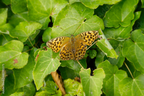 Fotografie Silver-washed Fritillary butterfly (Argynnis paphia) sitting on green leaves in