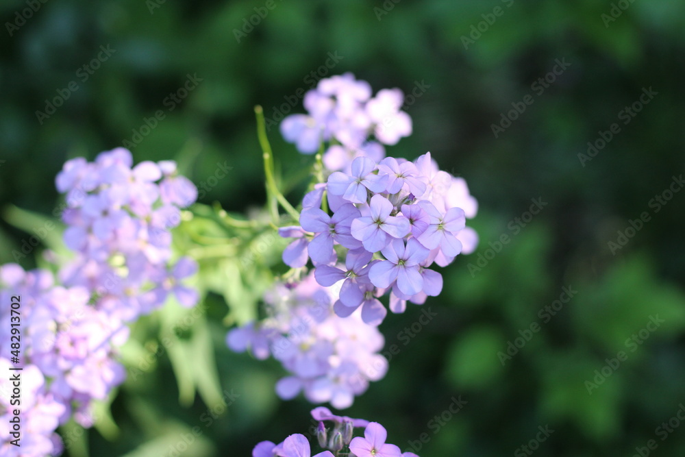 flowers in the garden