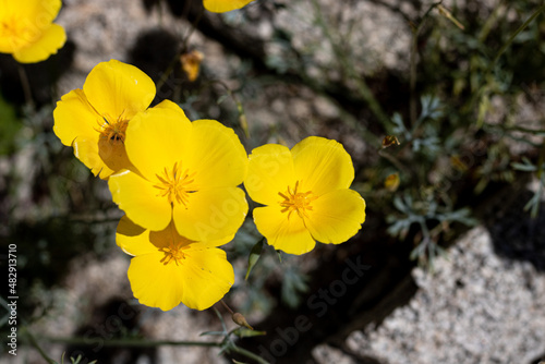 Принти на полотні Yellow gold wildflower, small California poppy close up