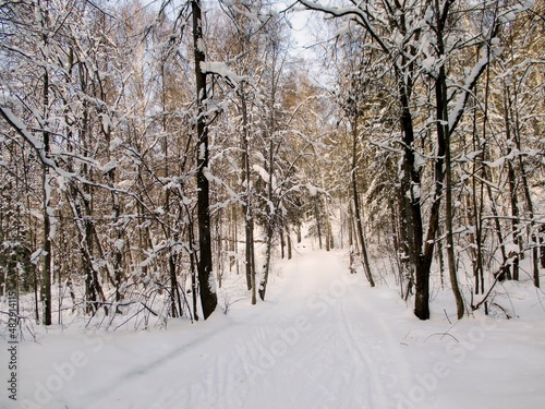 trees in winter © Николай Васин