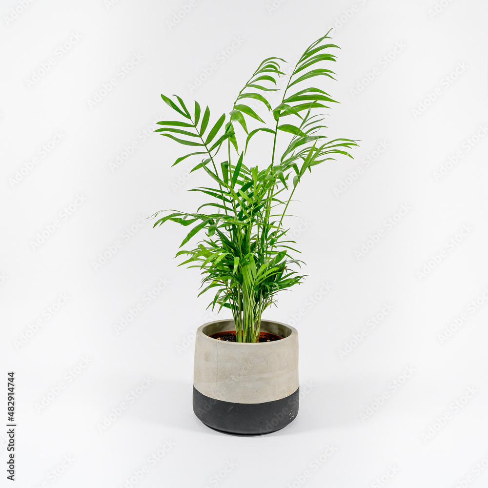 House plant on a white background House plant on a white background