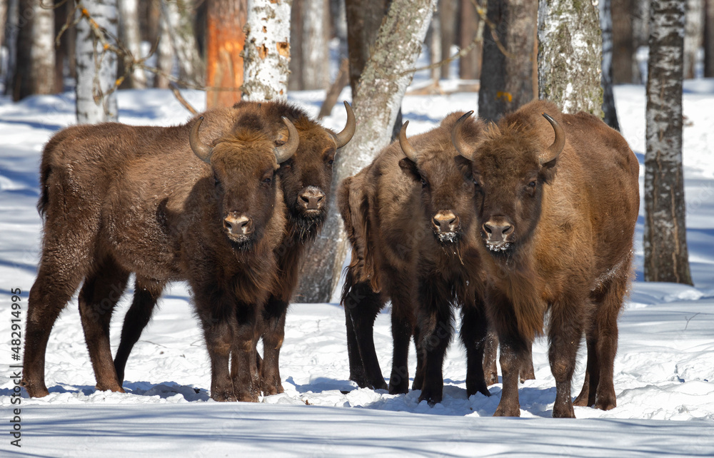 Bisons in winter forest on a sunny winter day Bisons in winter forest on a sunny winter day