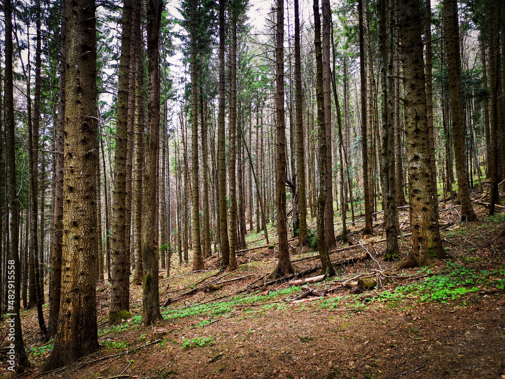 Fototapeta premium Pine forest in the carpathian mountains, Romania