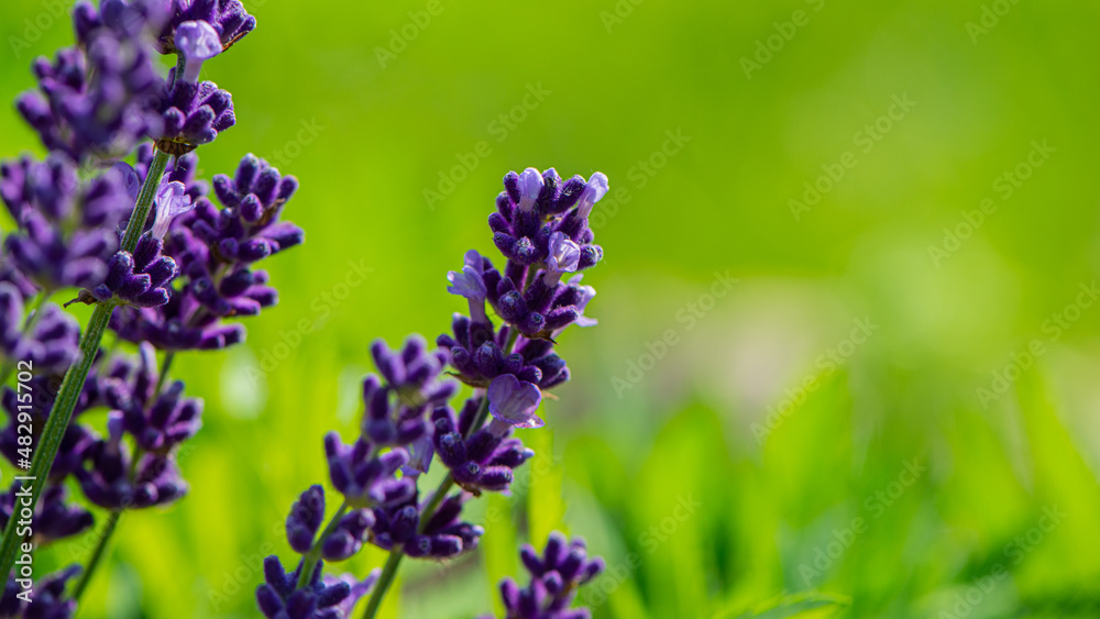 Purple lavender flowers on natural green background.