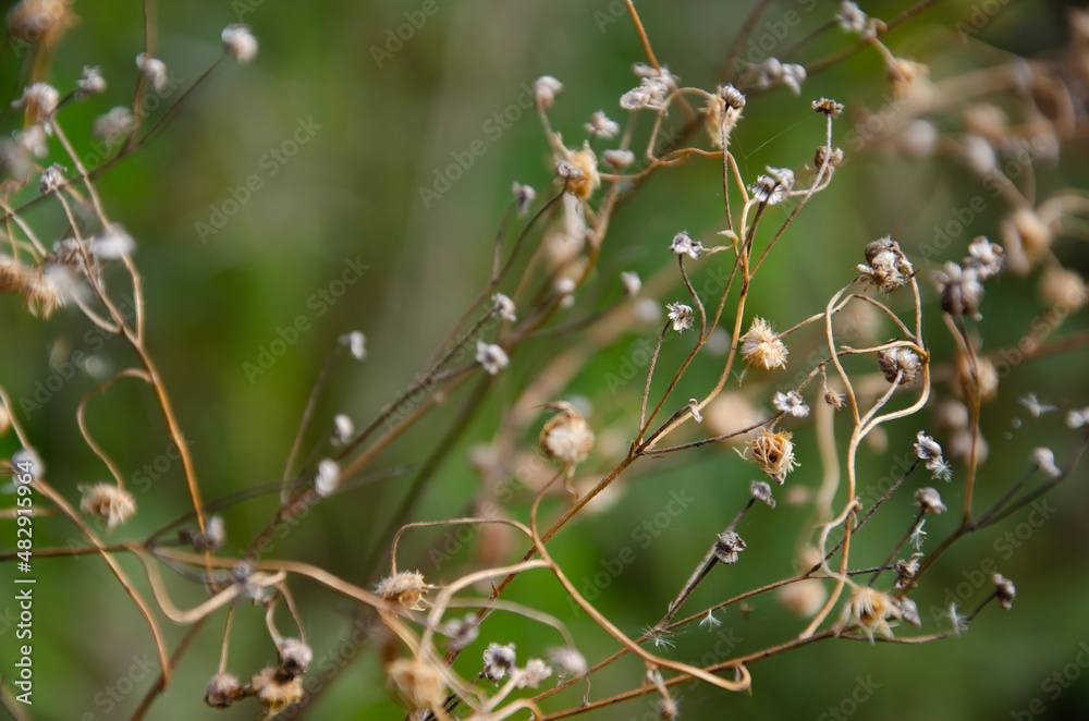 Dried flowers of wild daisies. Selective focus inflorescences of dry grass on blurred background of autumn forest. Natural background of wild dried chamomile with copy space. Autumn season concept. Dried flowers of wild daisies. Selective focus inflorescences of dry grass on blurred background of autumn forest. Natural background of wild dried chamomile with copy space. Autumn season concept.