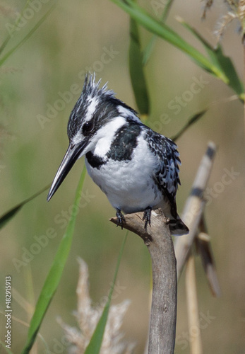 Pied Kingfisher sitting on the branch