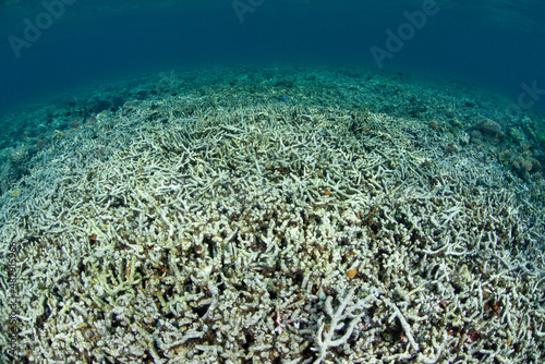 A coral reef is almost completely dead, probably due to dynamite fishing. Using explosives to fish is an unsustainable method of protracting natural resources as it wipes out large parts of reefs.