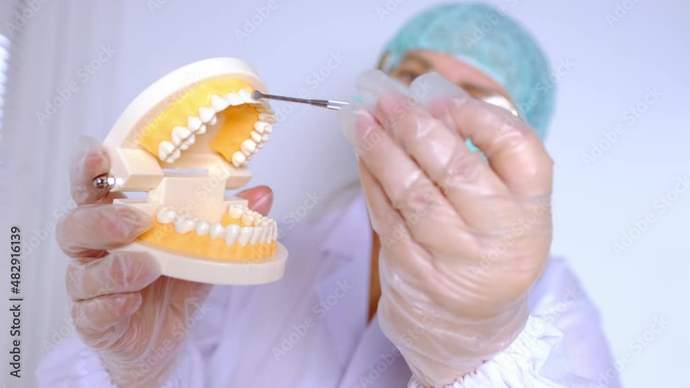 close-up of female hands, doctor dentist holds model of the human jaw ...