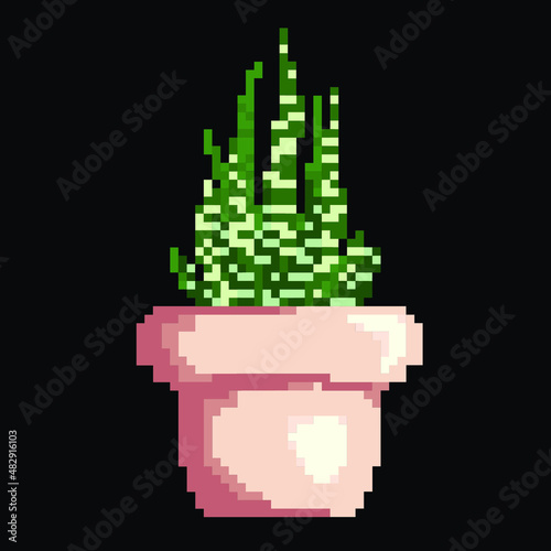 haworthia succulent pixel art plant nature vector illustration