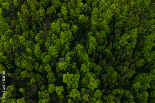 Aerial view of dark mixed pine and lush forest with green trees canopies