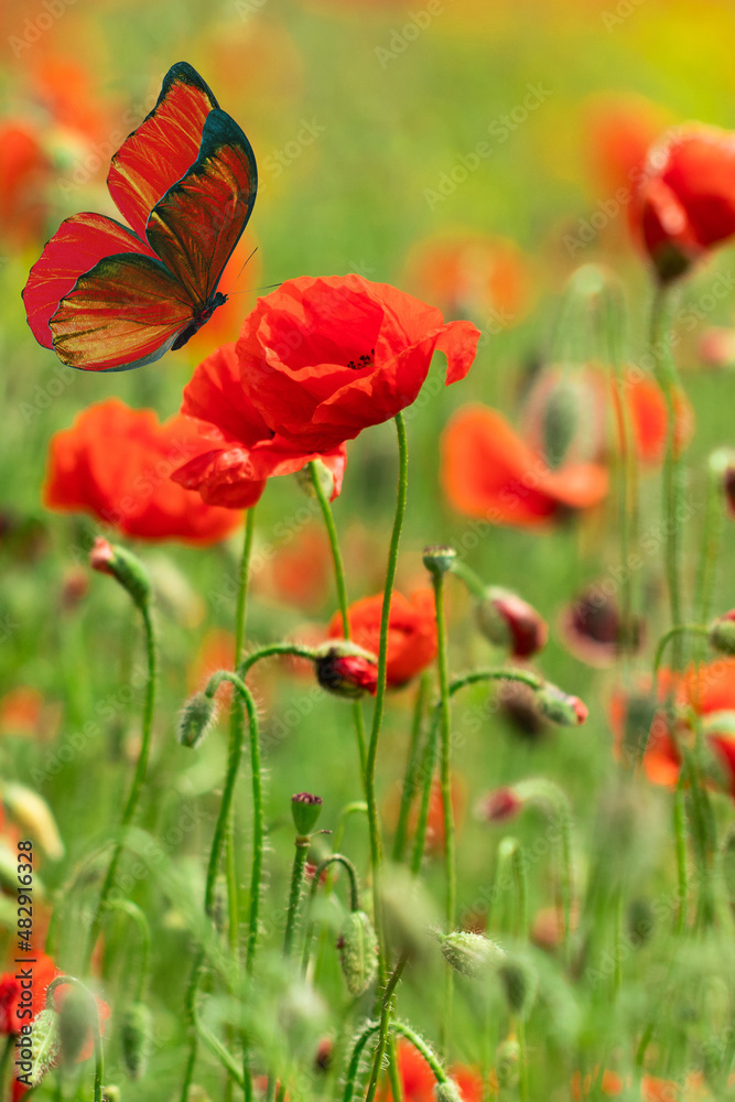 Fototapeta premium Butterfly on a flower. Beautiful butterfly on a red poppy flower. Butterfly on the background of a flowering field