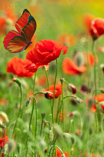 Butterfly on a flower. Beautiful butterfly on a red poppy flower. Butterfly on the background of a flowering field