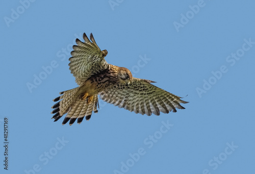 falcon kestrel in flight on blue sky background