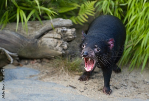 Screaming Tasmanian Devil in the bush. This really noisy animal is called Purinina or Tardiba by Aborigins. Sarcophilus harrisii.     photo