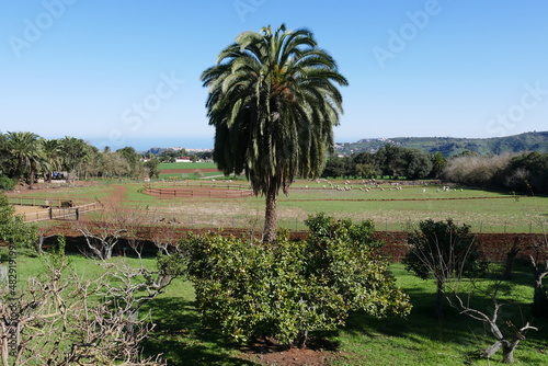 Palme auf Finca Osorio auf Gran Canaria photo