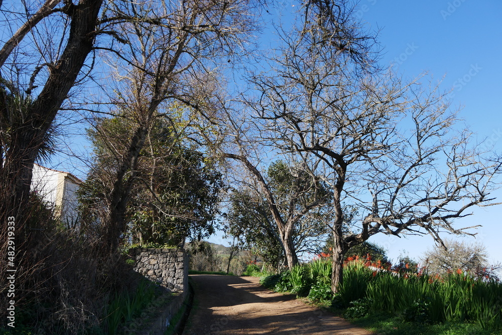 Wanderweg und kahle Bäume auf Gran Canaria Wanderweg und kahle Bäume auf Gran Canaria