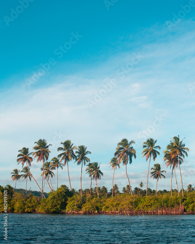 beautiful palm trees on brazil s summer