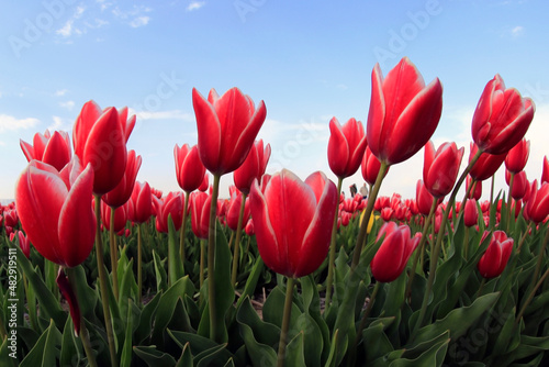 red tulips in the garden