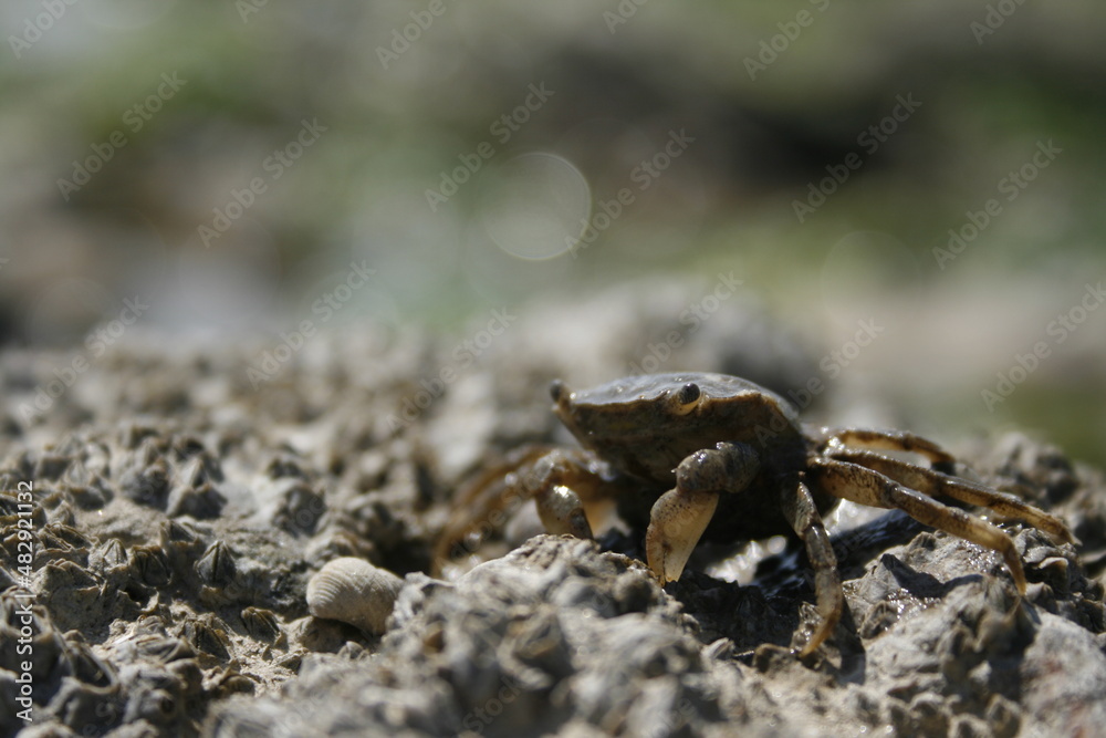 Shallow focus brown crab on a rocky beach Shallow focus brown crab on a rocky beach