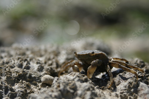 Shallow focus brown crab on a rocky beach