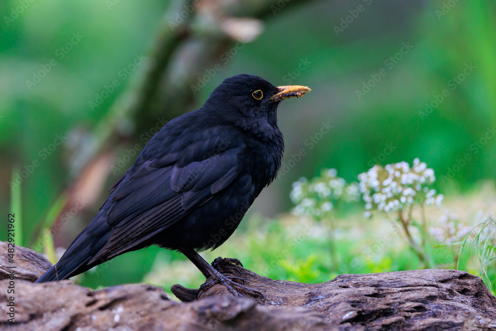 Close up of male blackbird on tree branch Close up of male blackbird on tree branch
