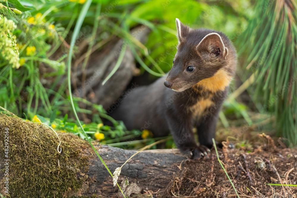 American Pine Marten (Martes americana) Kit Paws on Log Looking Left Summer American Pine Marten (Martes americana) Kit Paws on Log Looking Left Summer