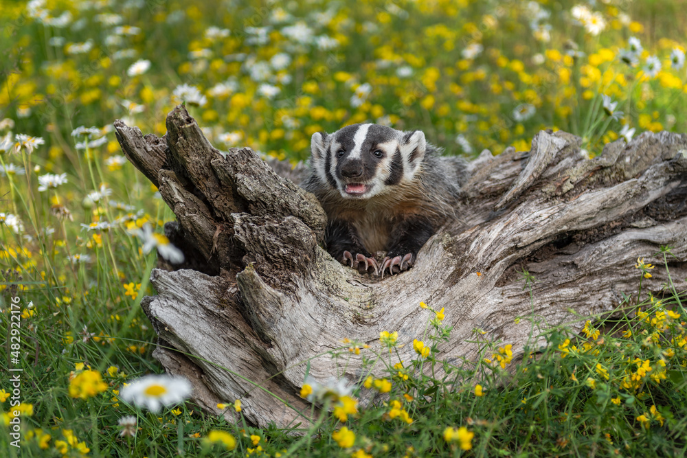 North American Badger (Taxidea taxus) Cub Nestled in Log Mouth Open Summer