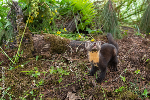 American Pine Marten (Martes americana) Kit  Looks Up From Ground Summer photo