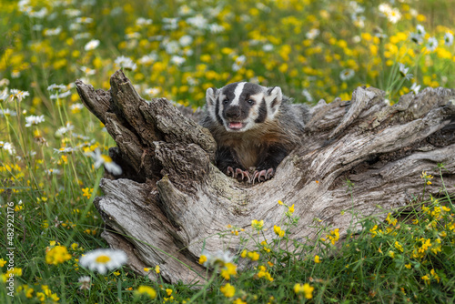 Obraz na płótnie North American Badger (Taxidea taxus) Cub Nestled in Log Mouth Open Summer w salonie