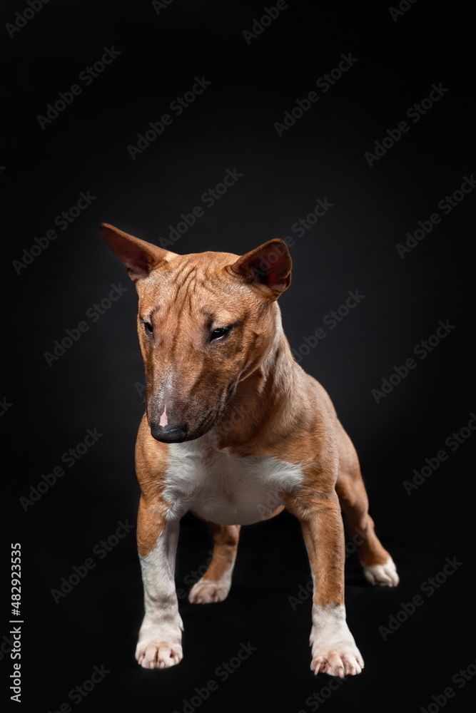 Portrait of cute puppy female dog of miniature bull terrier breed of red color standing isolated on black background. Front view